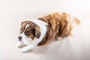 Alexis MACHET - ALMA PHOTO